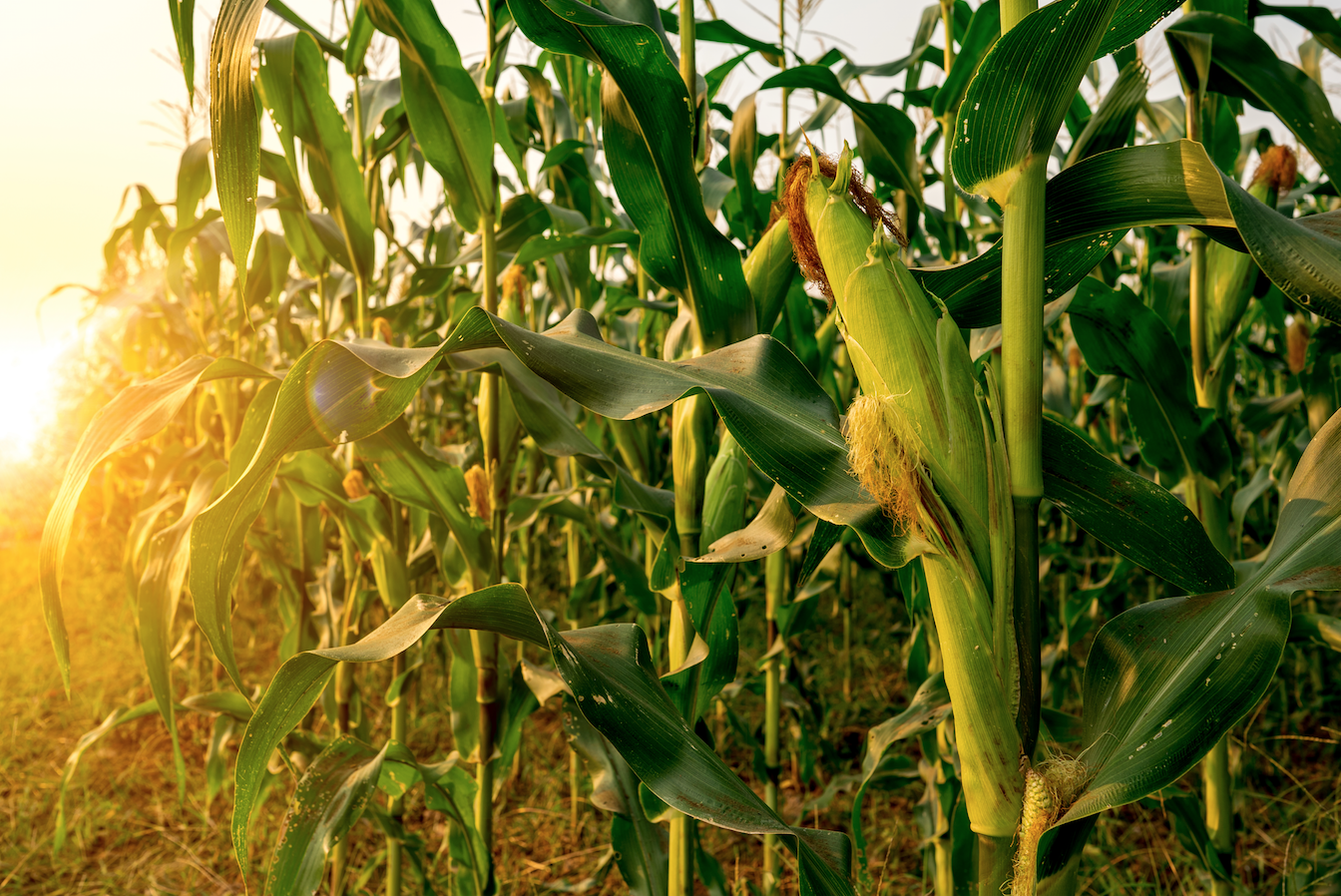 Conab indica colheita do milho safrinha avançando para 28% e se mantendo a frente do registrado em 2023