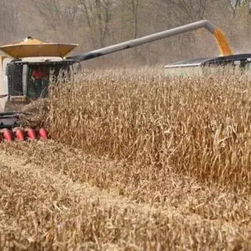 USDA reporta atraso nas colheitas de milho e soja dos EUA