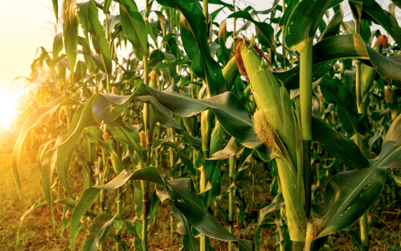 Conab indica colheita do milho safrinha avançando para 28% e se mantendo a frente do registrado em 2023