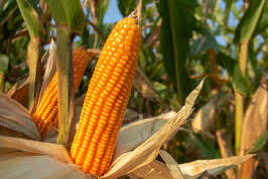 Colheita do milho avança e salta de 47% para 61% em uma semana, indica Conab